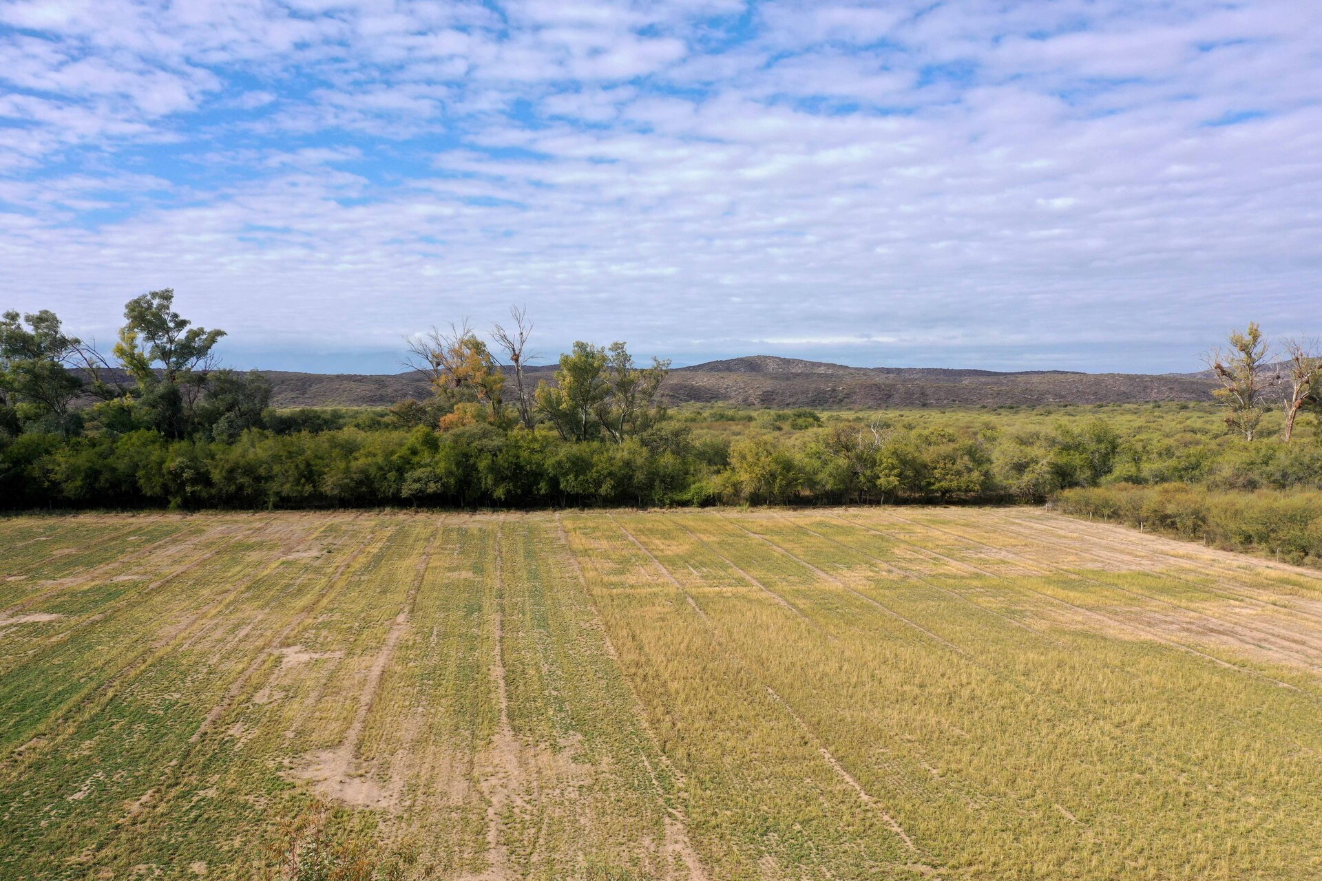 Lafinur - Image 4