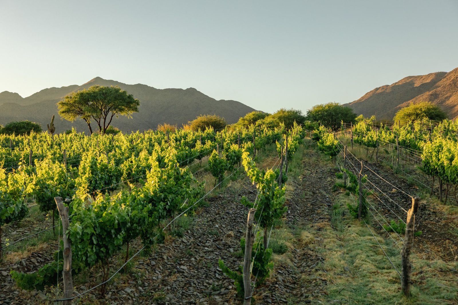 Bodega Miraluna - Cachi - Image 4