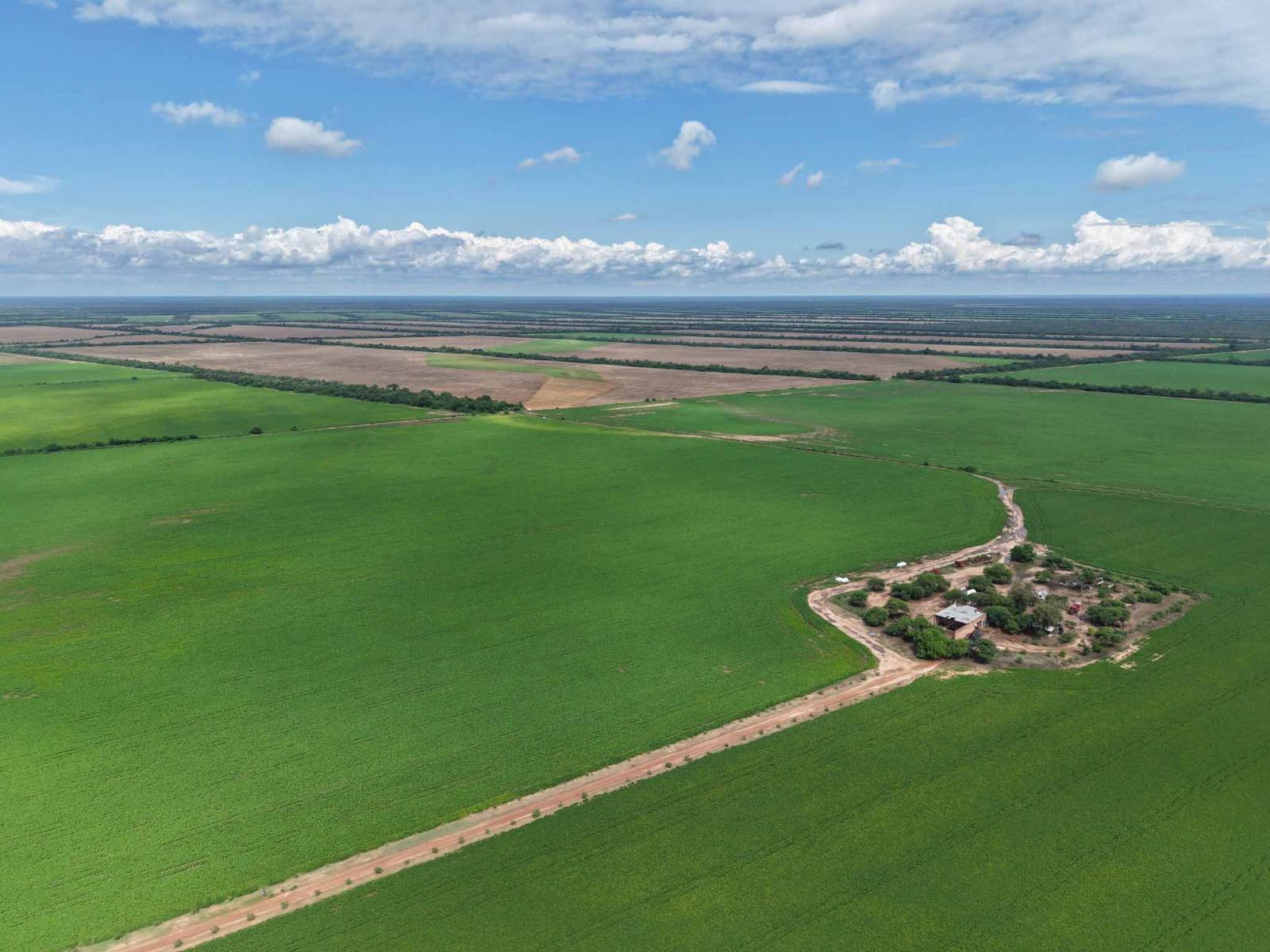 Campichuelo - Image 3