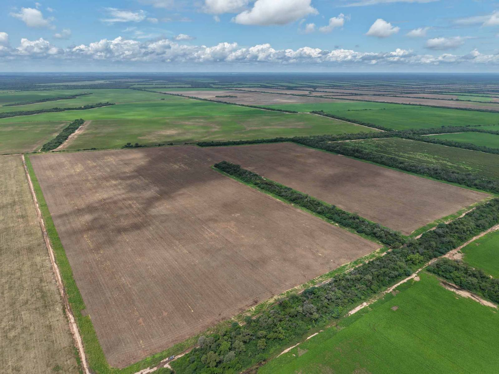 Campichuelo - Image 1