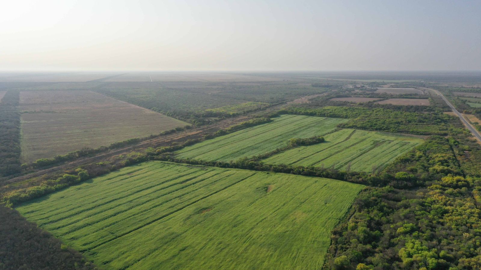 Macapillo - Image 2