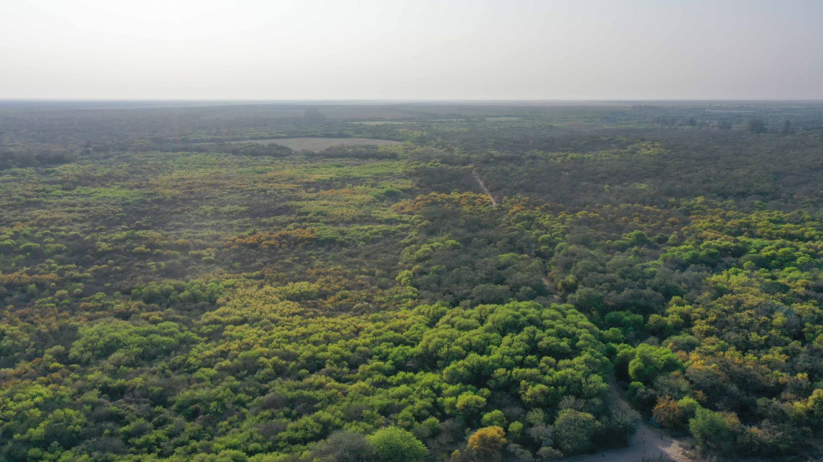 Macapillo - Image 1
