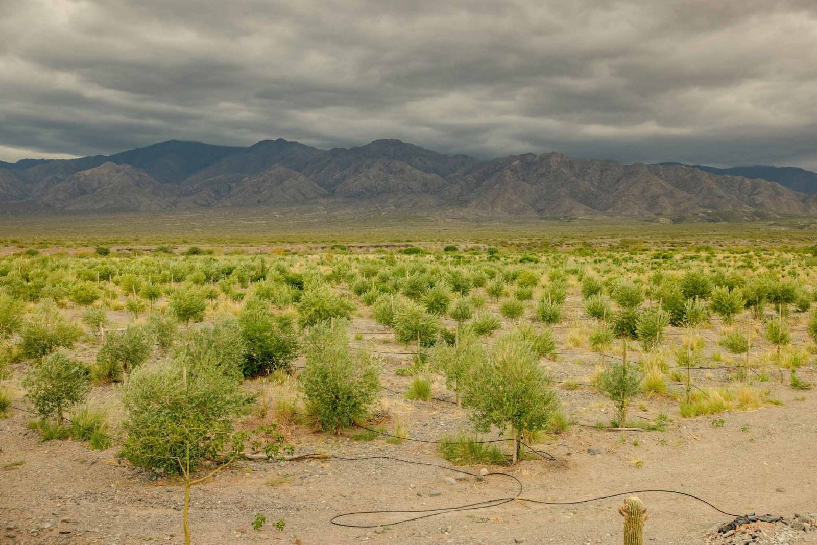 San Carlos - Image 4