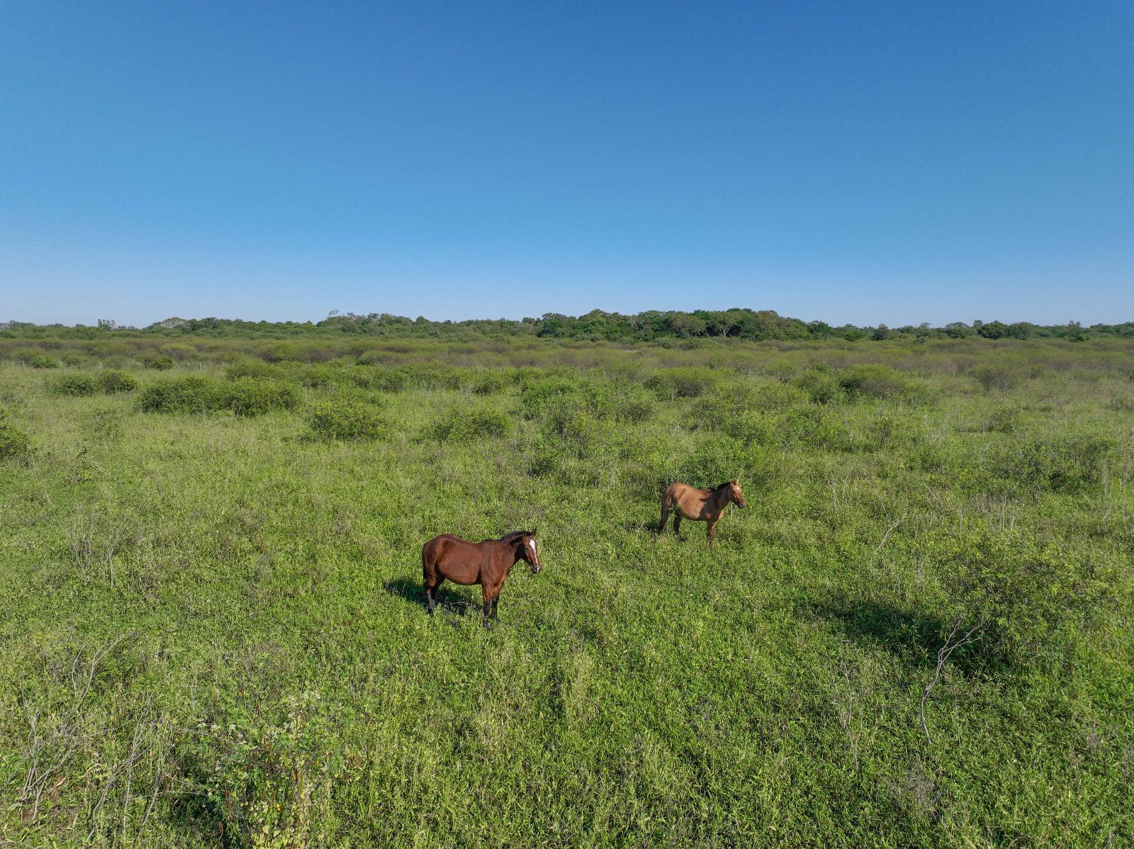 San Martín - Image 2